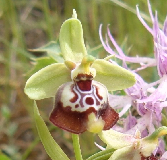 Ophrys oxyrrhynchos  e Serapias vomeracea