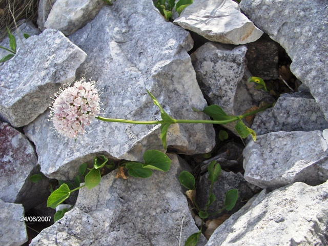 infiorescenza rosa - Valeriana montana