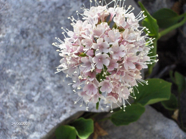 infiorescenza rosa - Valeriana montana