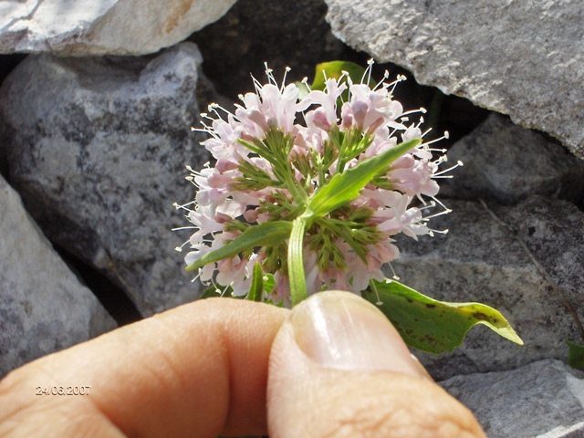 infiorescenza rosa - Valeriana montana