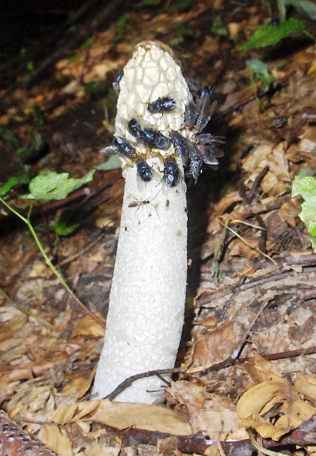 Phallus impudicus