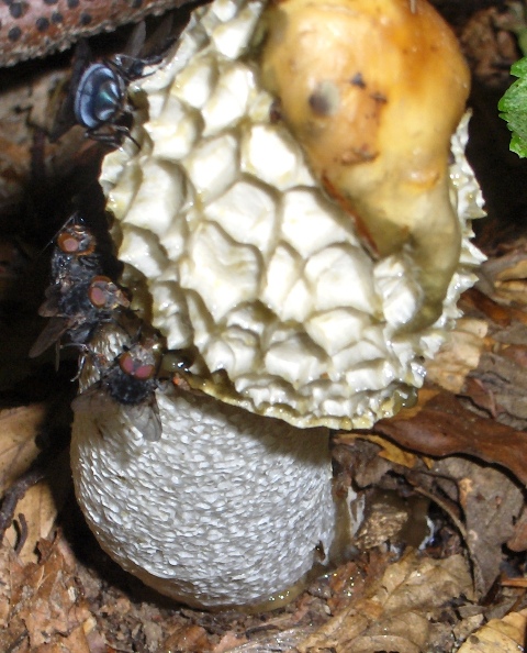 Phallus impudicus