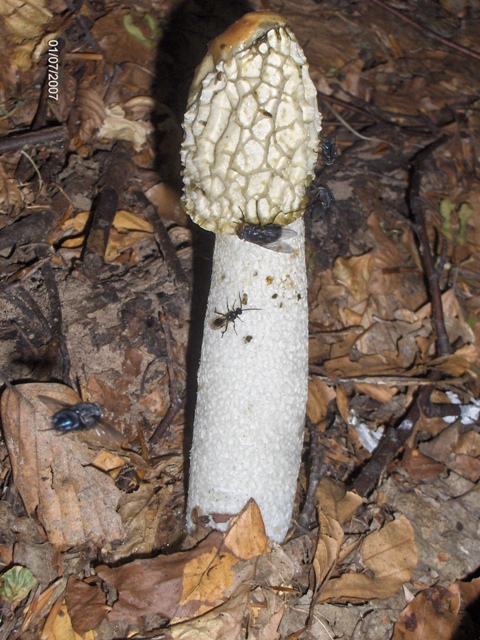 Phallus impudicus