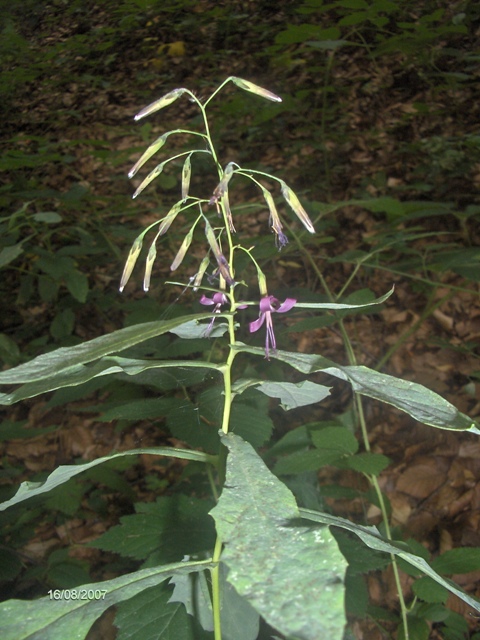 Prenanthes purpurea / Lattuga montana