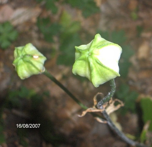 Lilium martagon - frutti