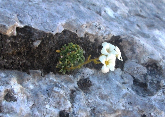 Saxifraga caesia