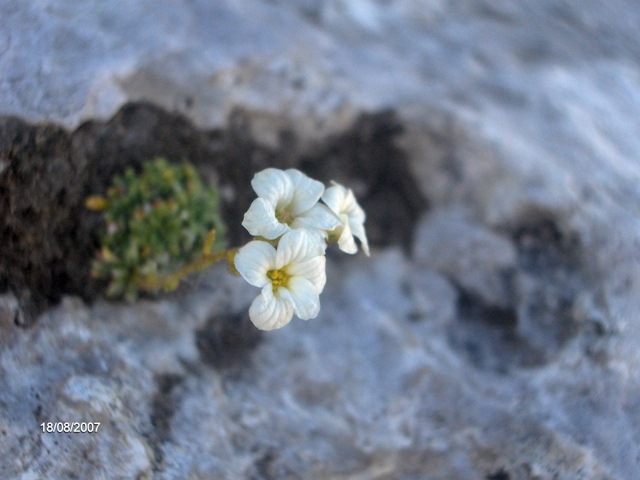 Saxifraga caesia