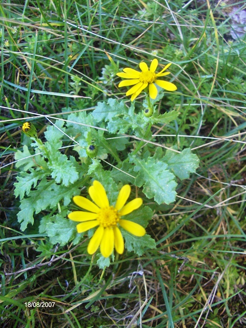 composita - Senecio sp.