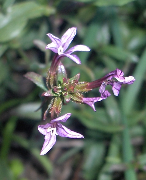 fiori azzurri - Galeopsis angustifolia e Plumbago europaea