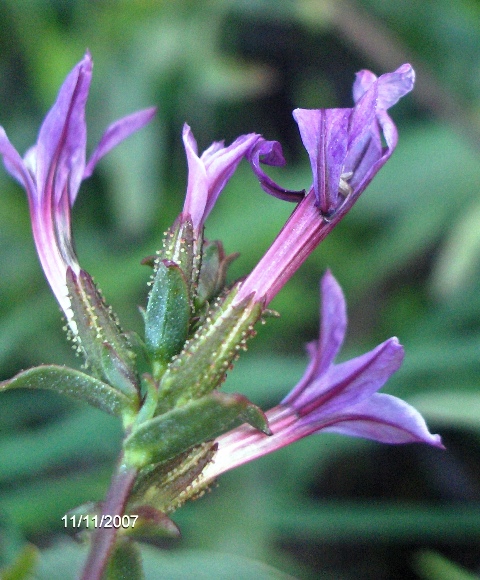 fiori azzurri - Galeopsis angustifolia e Plumbago europaea