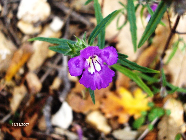 fiori azzurri - Galeopsis angustifolia e Plumbago europaea