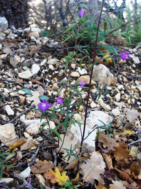 fiori azzurri - Galeopsis angustifolia e Plumbago europaea