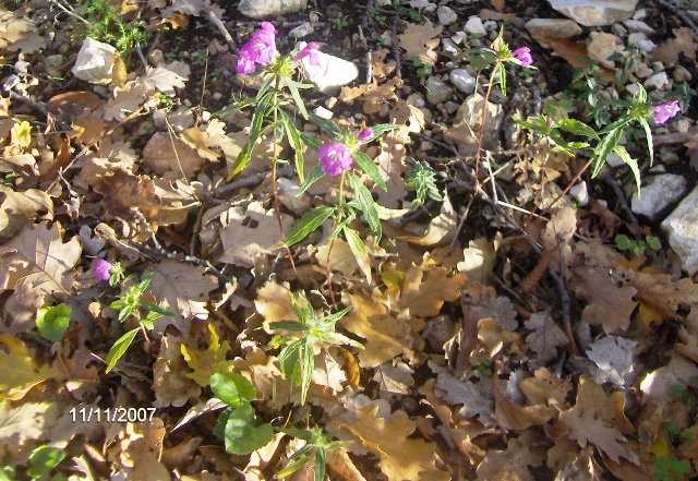 fiori azzurri - Galeopsis angustifolia e Plumbago europaea