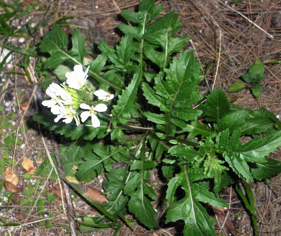 Brassicacea? Diplotaxis erucoides