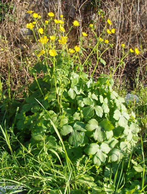 Ranuncolo sp.?