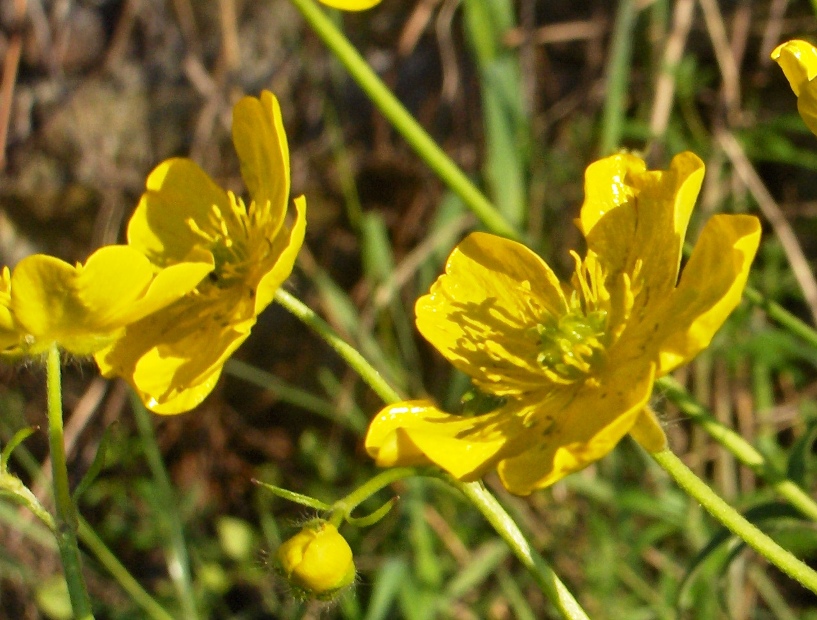 Ranuncolo sp.?