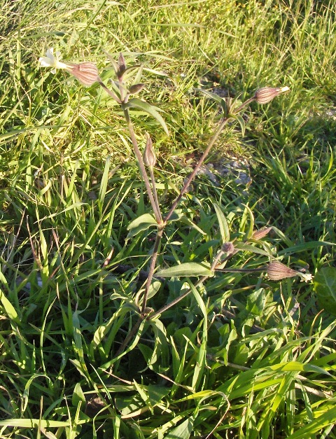 Silene enfiata? Silene latifolia ssp. latifolia