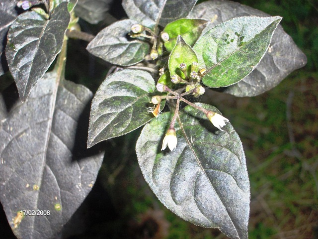 Solanum nigrum / Erba morella comune