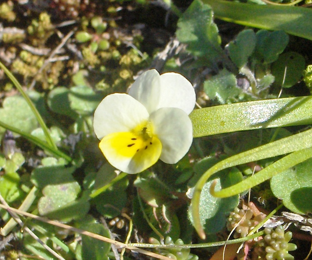 Minifiore - Viola sp