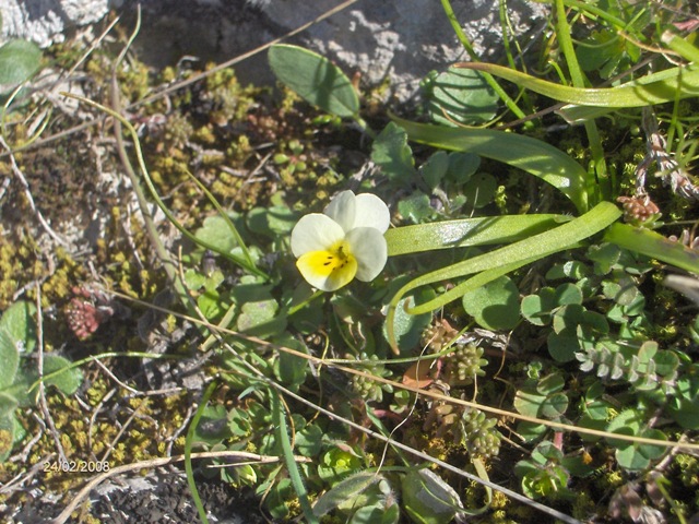 Minifiore - Viola sp