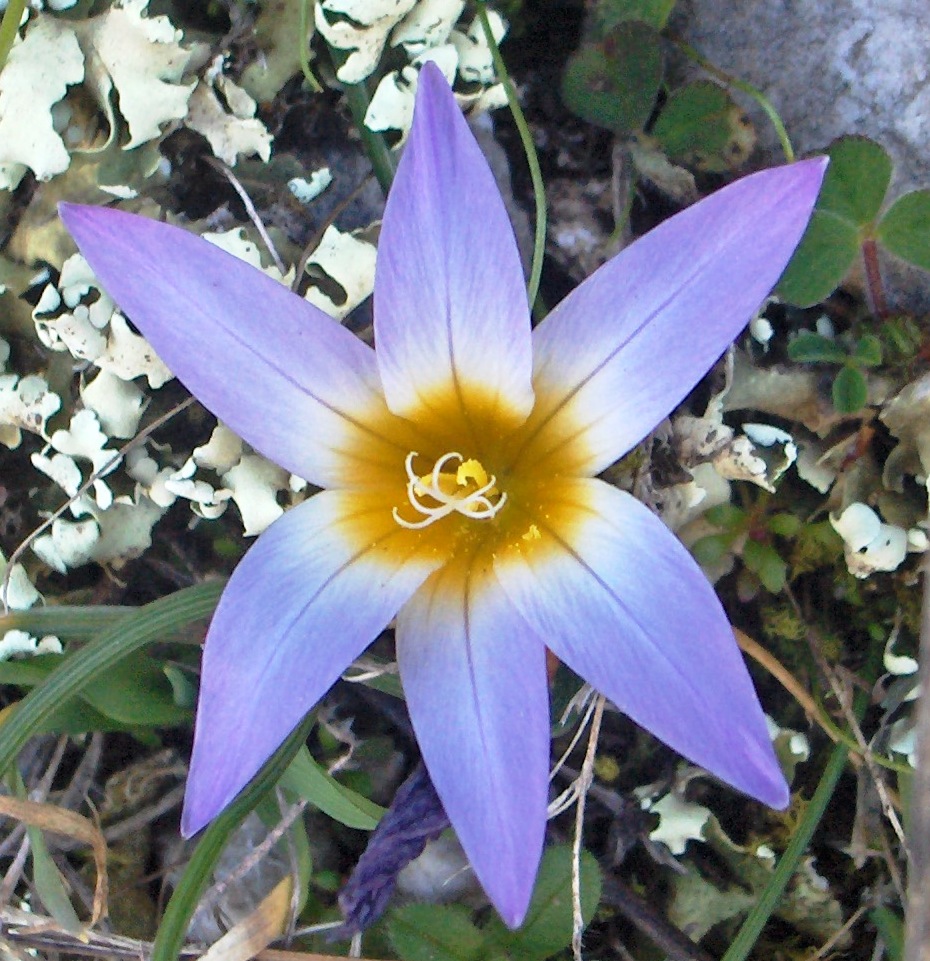 Romulea bulbucodium / Zafferanetto comune