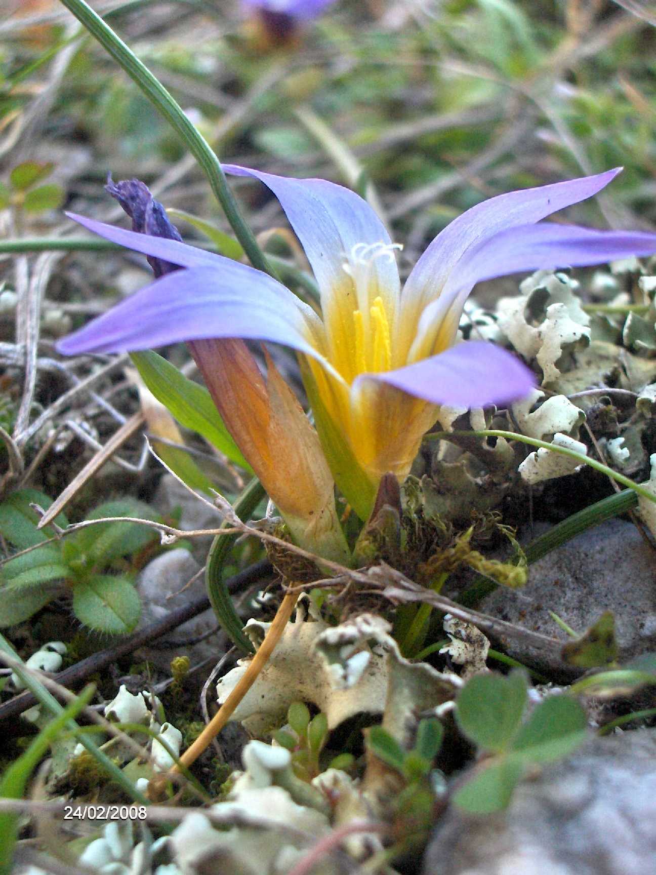 Romulea bulbucodium / Zafferanetto comune