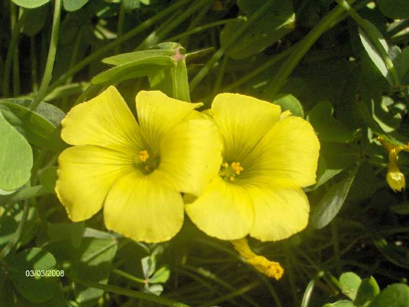 Oxalis pes-caprae / Acetosella gialla