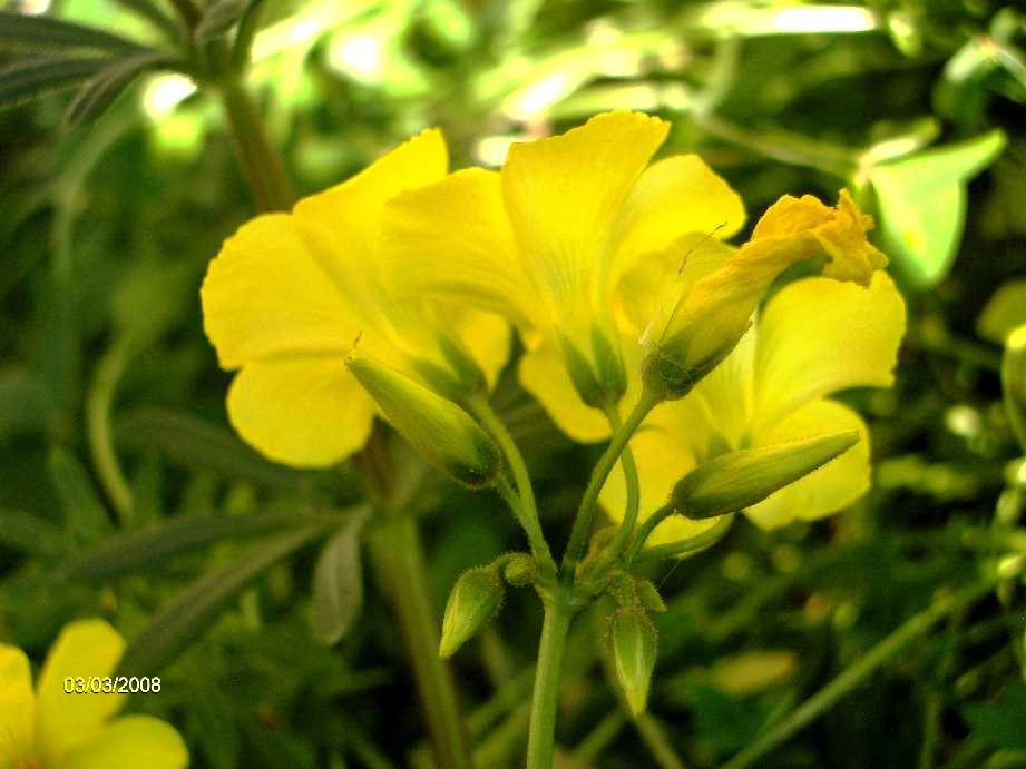 Oxalis pes-caprae / Acetosella gialla