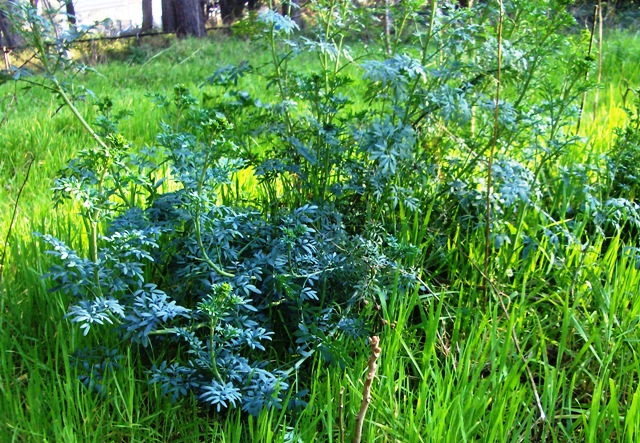 Ruta chalepensis / Ruta frangiata