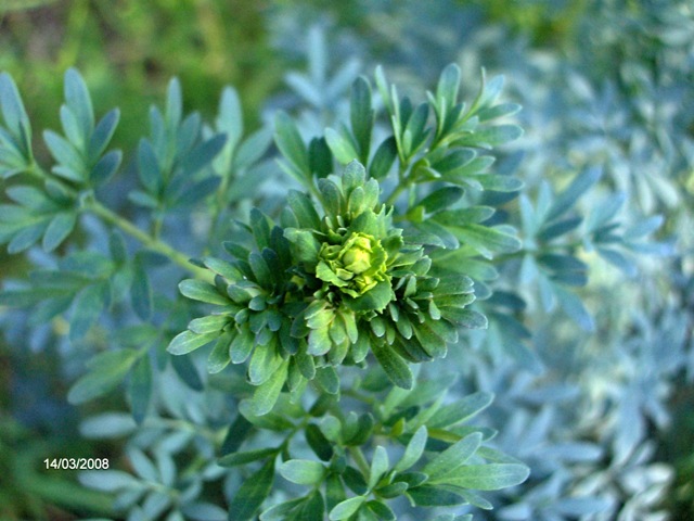 Ruta chalepensis / Ruta frangiata