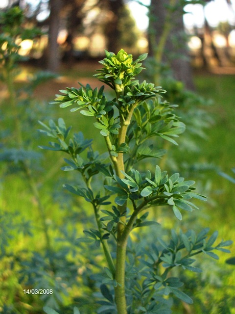 Ruta chalepensis / Ruta frangiata