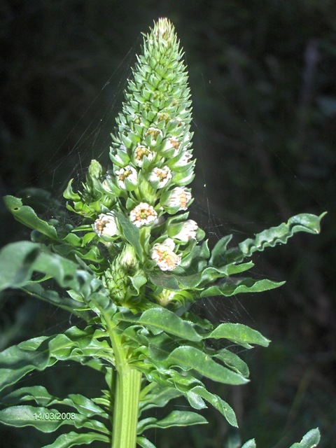 Reseda alba