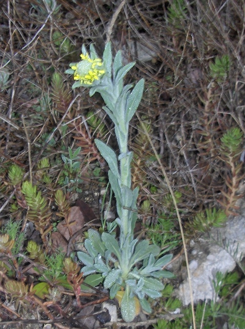 Fibigia clypeata / Fibigia comune