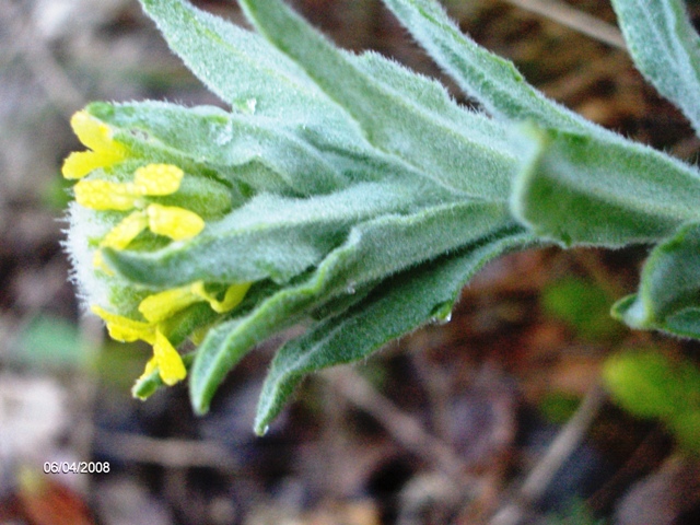 Fibigia clypeata / Fibigia comune