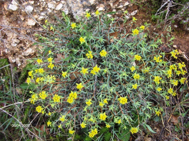 Euphorbia spinosa