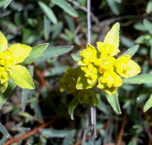 Euphorbia spinosa