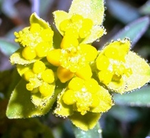 Euphorbia spinosa