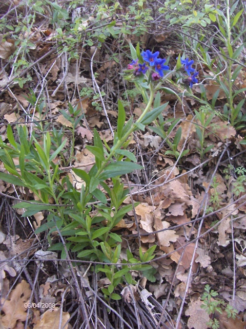 Buglossoides purpureo-caerulea