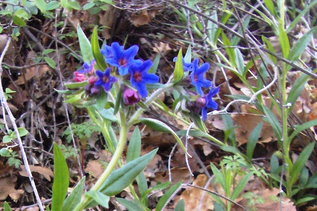 Buglossoides purpureo-caerulea