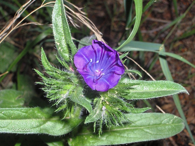 Echium plantagineum e Salvia verbenaca