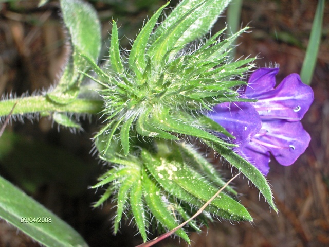 Echium plantagineum e Salvia verbenaca