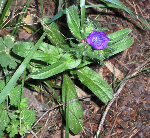 Echium plantagineum e Salvia verbenaca