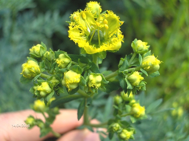 Ruta chalepensis / Ruta frangiata