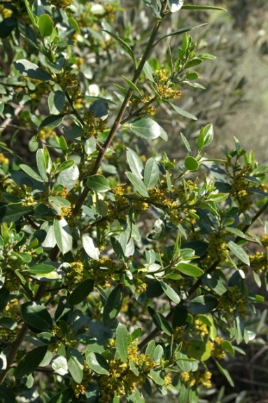 Rhamnus alaternus / Ranno lanterno