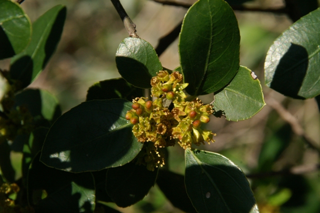 Rhamnus alaternus / Ranno lanterno