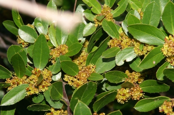 Rhamnus alaternus / Ranno lanterno