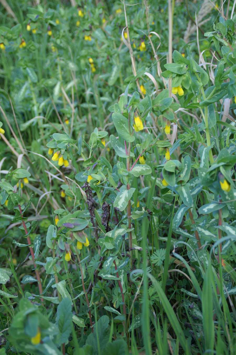 Cerinthe major / Erba vaiola maggiore