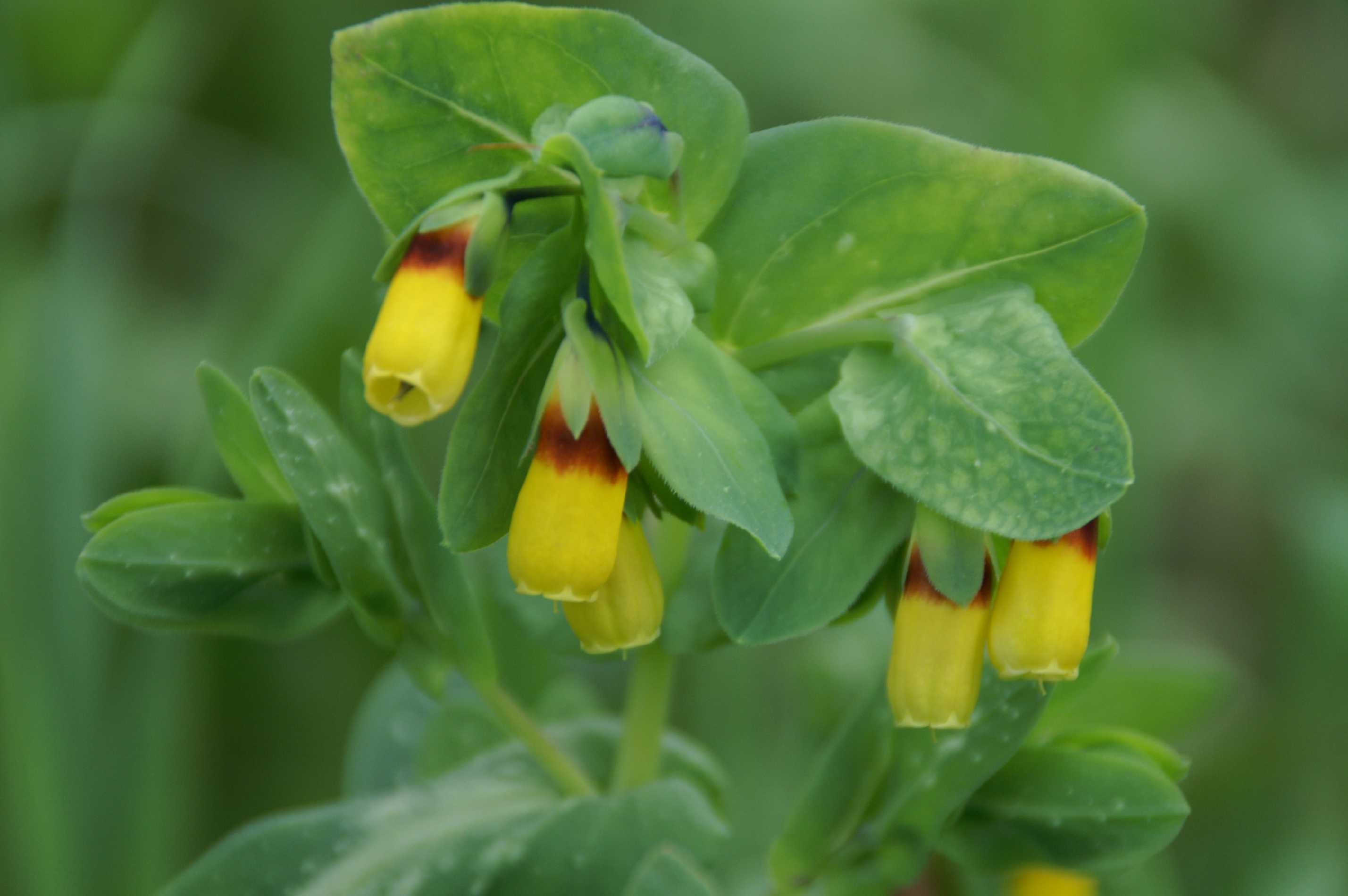 Cerinthe major / Erba vaiola maggiore