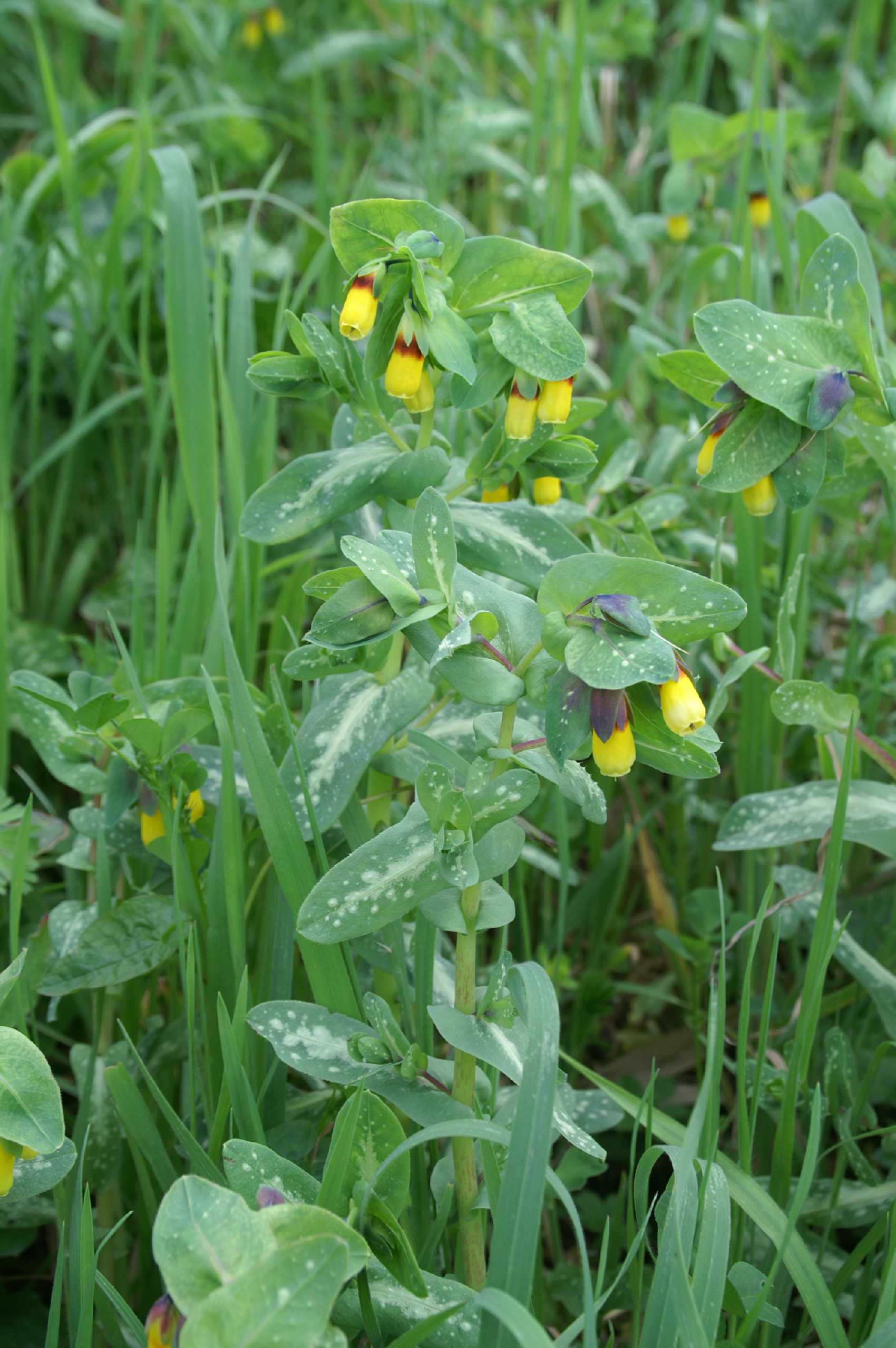 Cerinthe major / Erba vaiola maggiore