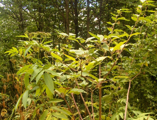 Atropa bella-donna / Belladonna